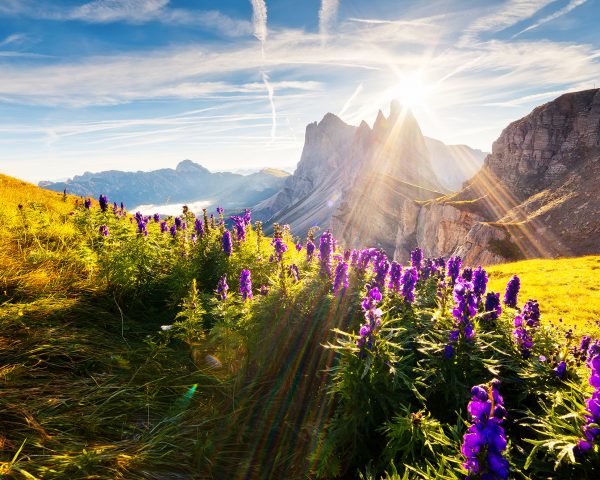 Berge Blumen Sonnenstrahlen